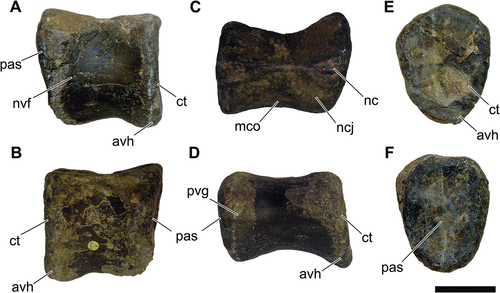 Figure 6. NHM-PV R.3425, isolated middle dorsal centrum with iguanodontian affinities (Specimen A) from the Valanginian–Hauterivian Marfim Formation (Ilhas Group) at Plataforma Station (Locality 3). A, right lateral; B, left lateral; C, dorsal; D, ventral; E, anterior; F, posterior views. Anatomical abbreviations: avh, anteroventral heel; ct, cotyle; nvf, neurovascular foramina; mco, median concavity; ncj, neurocentral joint; pas, posterior articulation surface; pvg, posteroventral groove. Scale bar = 100 mm.