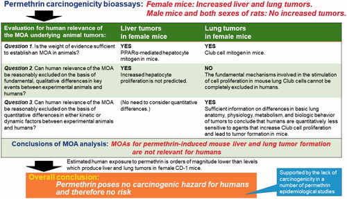 Figure 1. Assessment of the relevance of the permethrin-induced liver and lung tumors in female CD-1 mice to humans based on the IPCS framework (Meek et al. Citation2003; Boobis et al. Citation2006; Meek, Boobis, et al. Citation2014; Meek, Palermo, et al. Citation2014). Based on evaluation using the IPCS framework both the mouse liver and lung MOAs for permethrin-induced tumor formation can be considered to be not relevant for humans, and thus permethrin has no carcinogenic hazard for humans. In addition, levels of human environmental exposure to permethrin are orders of magnitude lower than those required to produce liver and lung tumors in mice. That permethrin does not produce tumors in humans is supported by the results of both permethrin epidemiological studies (Rusiecki et al. Citation2009; Boffetta and Desai Citation2018) and from studies with other nongenotoxic agents which produce either liver (Doull et al. Citation1999; Bonovas et al. Citation2012; Corton et al. Citation2014, Citation2018) or lung (IARC Citation1987; Cohen et al. Citation2020) tumors in mice by similar MOAs to those established for permethrin.