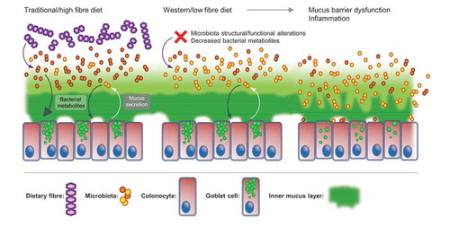 Figure 1. Switching from a traditional/high fibre diet to a Western-style low fibre diet drives alterations in microbiota composition and metabolite production and results in inner mucus layer barrier dysfunction.