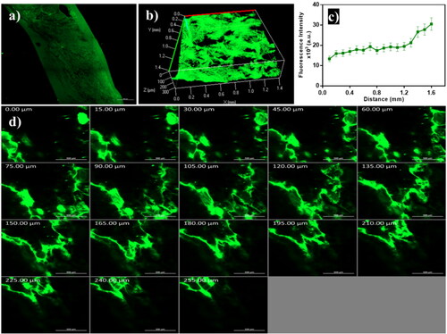 Figure 7. Confocal laser scanning microscopy images of emulsome (a) tile x-y image of skin treated with FDA-loaded emulsome, (b) 3D plot of the z-stack images, (c) quantitative measurement of fluorescence intensity profile across skin layers, and (d) Z-stack images of the skin section from 0 µm to 255 µm with 15 µm increments; showed that penetration occurred across different skin layers as remarked with high fluorescence intensity.