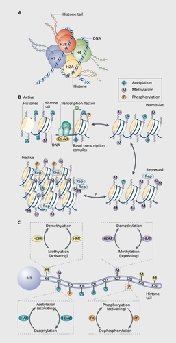 Figure 1. Chromatin remodeling. A. Picture of a nucleosome shoving a DNA strand wrapped around a histone octamer composed of two copies each of the histones H2A, H2B, H3 and H4. The amino (N) termini of the histones face outward from the nucleosome complex. B. Chromatin can be conceptualized as existing in two primary structural states; as active, or open, euchromatin (top left) in which histone acetylation (A) is associated with opening the nucleosome to alloy; binding of the basal transcriptional complex and other activators of transcription; or as inactive, or condensed, heterochromatin where all gene activity is permanently silenced (bottom left). In reality, chromatin exists in a continuum of functional states in between (eg, active; permissive (top right); repressed (bottom right); and inactive). Enrichment of histone modifications such as acetylation and methylation (M) at histone N-terminal tails and related binding of transcription factors and coactivators (Co-Act) or repressors (Rep) to chromatin modulates the transcriptional state of the nucleosome. Recent evidence suggests that inactivated chromatin may in some cases be subject to reactivation in adult nerve cells, although this remains uncertain. C. Summary of common covalent modifications of H3, which include acetylation, methylation, and phosphorylation (P) at several amino acid residues. H3 phosphoacetylation commonly involves phosphorylation of S10 and acetylation of K14. Acetylation of lysine residues is catalysed by histone acetyltransferases (HATs) and reversed by histone deacetylases (HDACs); lysine methylation (which can be either activating or repressing) is catalyzed by histone methyltransferases (HMTs) and reversed by histone demethylases (HDMs); and phosphorylation is catalysed by protein kinases (PK) and reversed by protein phosphatases (PP), which have not yet been identified with certainty. K, lysine residue; S, serine residue. From ref 8: Tsankova N, Renthal W, Kumar A, Nestler EJ. Epigenetic regulation in psychiatric disorders. Nat Rev Neurosci. 2007;8:355-367.
