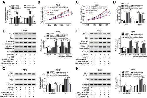 Figure 3 miR-204-5p inhibitor attenuated the effects of KCNQ1OT1 silencing on cell proliferation, apoptosis and autophagy in NSCLC. A549 and H460 cells were transfected with sh-KCNQ1OT1+anti-miR-204-5p, sh-KCNQ1OT1, sh-KCNQ1OT1+anti-miR-NC or sh-NC. (A) The expression of miR-204-5p in transfected A549 and H460 cells. (B, C) Cell viability of transfected A549 (B) and H460 cells (C). (D) Cell apoptosis of transfected A549 and H460 cells. (E, F) The expression of apoptosis-related protein cleaved caspase-3, cleaved caspase-9, Bax and anti-apoptosis protein BCL-2 in transfected A549 (E) and H460 cells (F). (G, H) Protein expression of autophagy markers LC3 and P62 in transfected A549 (G) and H460 cells (H). *P<0.05.