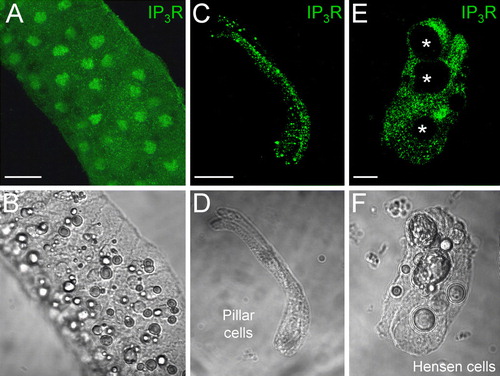 Figure 5.  Expression of IP3 receptors (IP3Rs) in the cochlear sensory epithelium. (A, B) Immunofluorescence labeling for IP3R in the cochlear sensory epithelium. (C to F) Expression of IP3Rs in the cochlear-supporting cells. Labeling is visible on the cell surface, in the cytosol, and on the nuclear membrane. Asterisks in E indicate lipid bubbles in Hensen cells that have no IP3R labeling. Scale bars = 50 µm (A, B); 20 µm (C, D); 10 µm (E, F).