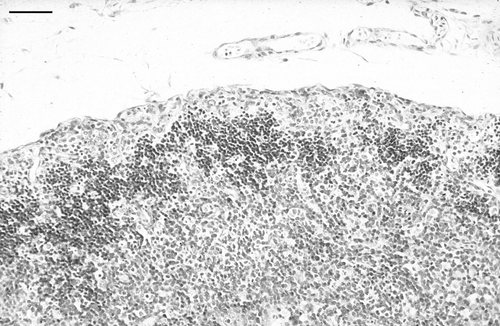 Figure 5.  Low magnification of thymic cortex in a bird inoculated with CAV when 3 weeks of age, 13 days p.i. Note marked lymphocyte depletion of the thymic cortex. Haematoxylin and eosin. Bar = 65 µm.