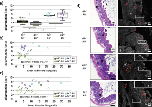 Figure 4. Experimental infection with Morganella in lab mice. a) Inflammation score in the cecum of C57BL/6J mice experimentally infected with Morganella according to B4galnt2 genotype/expression category (pairwise Wilcoxon test with “FDR” correction for multiple testing; ** p < .01, * p < .05). b-c) Inflammation score in the cecum of C57BL/6J mice experimentally infected with Morganella with respect to the mean number of adherent (b) and invasive (c) Morganella detected in at least 10 fields of view by FISH. Positive signal was not counted beyond 30. d) Representative pictures of H&E staining and FISH.