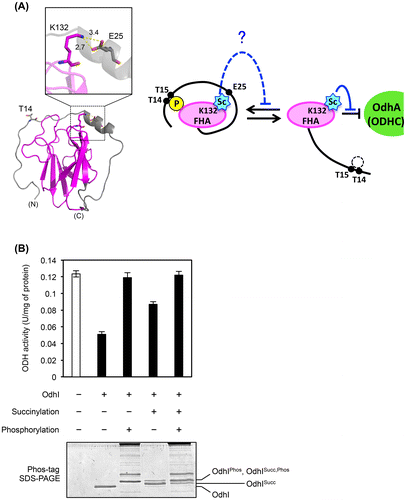 Fig. 5. Effect of succinylation on the phosphorylation-dependent OdhI function. (A) The three-dimensional structure of the phosphorylated form of OdhI (PDB ID 2KB3). The FHA domain is shown in magenta. Thr14 phosphorylation and Lys132 succinylation sites are shown. Lys132 is predicted to interact electrostatically with Glu25. Possible effect of K132-succinylation on phosphorylation-dependent conformational change of OdhI is schematically represented. (B) Succinylated Strep-tagged OdhI protein (with 10 mM succinyl-CoA) was phosphorylated by His-tagged PknG in vitro and subjected to the ODH activity assay. The assay condition was the same as described in Fig. 4. Data are the mean and standard deviation of three independent assays. Phosphorylation of OdhI was confirmed by Phos-tag SDS-PAGE.