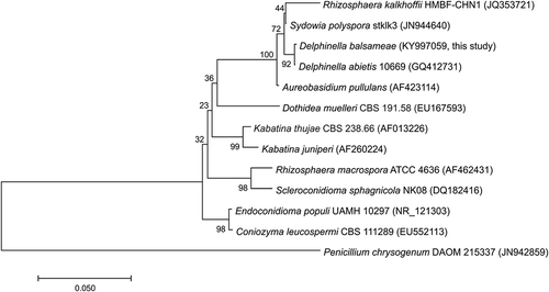 Fig. 2 Phylogenetic tree based on ITS region of species closely related to the Delphinella balsameae strains isolated from diseased needles. Penicillium chrysogenum as an outgroup. GenBank accession numbers are presented in parentheses.