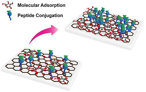 Figure 25 The annealed-GO modified substrate exhibited a higher amount of molecular adsorption and peptide-grafted content, enabling the osteogenic differentiation of hMSCs toward oxygen content.