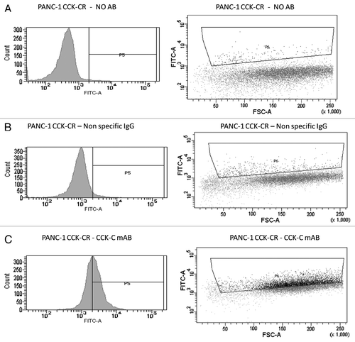 Figure 6 Overexpression of the CCK-CR in human pancreatic cancer cells is confirmed by flow cytometry. Overexpressing cancer cells were reacted with either no antibody for background control (A) or with a nonspecific IgG antibody control (B). Cancer cells that overexpress the CCKCR show increased immunoreactivity to the selective CCKCR monoclonal antibody (C). AB, antibody; mAB, monoclonal antibody.