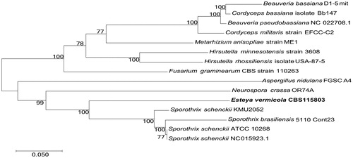 Figure 1. Phylogenetic relationships (maximum likelihood) of Esteya vermicola based on the nucleotide sequence of 14 conserved protein-coding genes (atp6, atp8, atp9, cob, cox1, cox2, cox3, nad1, nad2, nad3, nad4, nad4L, nad5, nad6) in the mitochondrial genomes. The numbers beside the nodes are percentages of 1000 bootstrap values.