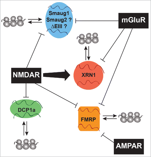 Figure 1. Multiple mRNA-silencing bodies regulate the transcriptome at the post-synapse. The exoribonuclease XRN1, together with Smaug, FMRP and additional RNA-binding proteins including decapping factors; Pumilio; RNG105; ZBP1; TDP43 and FUS/TLS (not depicted) among other molecules involved in post-transcriptional regulation form specific bodies at dendrites and post-synapses. These bodies may respond to synaptic stimulation by dissolving and releasing transcripts to allow their translation, or with an increased assembly linked to translation repression (see text). Remarkably, the SX-bodies (in red) are the only ones described to date to increase in size and number upon NMDAR stimulation, which triggers a global translational silencing. In contrast, NMDAR stimulation triggers the dissolution of Smaug1-foci (in blue) and similarly affects specific bodies containing DCP1a and termed dendritic P-body-like structures (dlPbodies) (in green), with no effect on FMRP granules (orange). The activation of metabotropic receptors provokes the rapid dissolution of the S-foci and FMRP granules, and a much slower dissolution of the SX-bodies. At least 3 Smaug isoforms exist in mature neurons, namely Smaug1, Smaug1 ΔEIII –a splicing variant with a shorter RNA-binding domain– and the highly homologous Smaug2, product of a different gene. Whether these major Smaug isoforms have redundant or specific functions, and whether they form different dendritic bodies remain unknown. The SX-bodies exclude decapping molecules, which are present in dlPBs. Conversely, dlPBs exclude XRN1, suggesting that both types of bodies are connected to mRNA storage rather than decay.Citation1,30