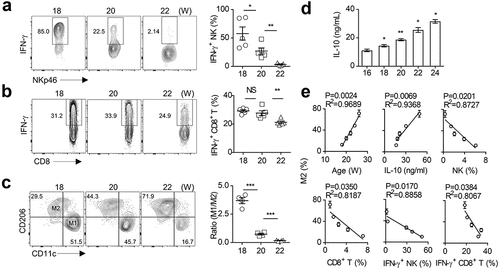 Figure 1. M2 macrophage polarization is associated with impaired anti-tumor immunity in spontaneous breast cancer.