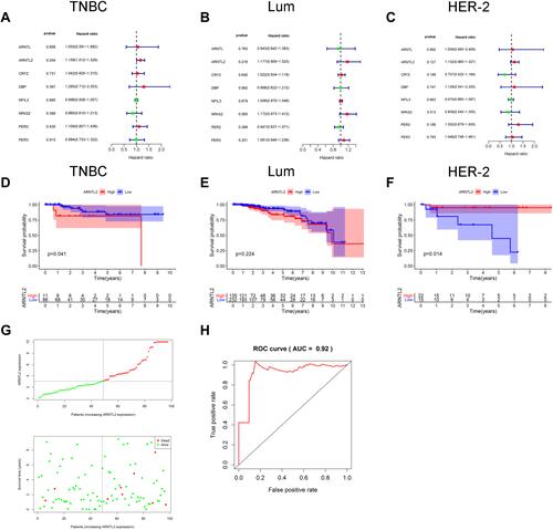 Figure 2 The prognostic value of ARNTL2 in TNBC patients. (A–C) Univariate Cox regression analysis showed the association between ARNTL2 expression and overall survival in patients with TNBC from the TCGA dataset. (A), Lum (B) and HER-2 (C) subtype. (D–F) KM survival analysis was performed to evaluate the difference of overall survival time between high and low groups of ARNTL2 expression in patients with TNBC from the TCGA dataset. (D), Lum (E) and HER-2 (F) subtype. (G) ARNTL2 expression distribution and survival status in TNBC patients. Upper panel: The y-axis shows the ARNTL2 expression levels, and the x-axis shows the different patients. The green dots indicate the patients of ARNTL2 low expression, and the red dots represent the patients of ARNTL2 high expression. Lower panel: The y-axis shows the survival time, and the x-axis shows the different patients. The green dots indicate the patients alive, and the red dots represent the patients of the dead. (H) ROC curves of ARNTL2.