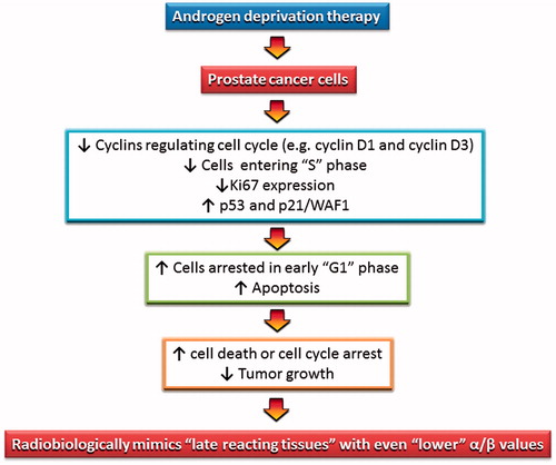 Figure 5. A possible mechanism to explain the impact of ADT on androgen-dependent PCa cells. The resulting alteration in PCa cell kinetics mimics late reacting tissue with a lower α/β.