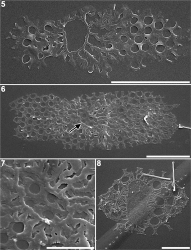 Figs 5–8. Plagiogrammopsis vanheurckii, strain s0433 (Figs 5, 8) and strain s0435 (Figs 6, 7). Early stages of valve morphogenesis, scanning electron microscopy. Fig. 5. Valve with a distinct annulus, in which silica deposition has not commenced. Fig. 6. Pair of sibling valves showing different stages of development. Arrow indicates annulus of younger valve. Fig. 7. Enlarged view of the annulus shown in Fig. 6. Fig. 8. Valve with distinct annulus, in which silica deposition is nearly complete. Scale bars: 5 µm (Figs 5, 6) and 2 µm (Figs 7, 8).