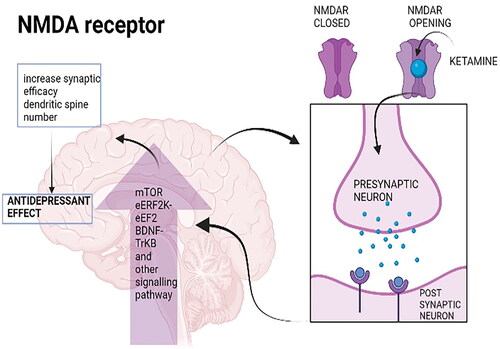 Figure 1. NMDA receptor and is regulation by ketamine in depression.