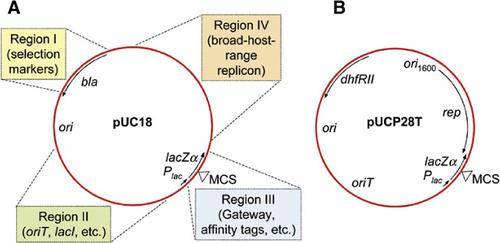 Figure 1. Strategy for broad-host-range cloning vector development.(A) The narrow-host-range vector pUC18 possesses several desirable features of a versatile cloning vector: (Citation1) it is small (2686 bp) and its entire nucleotide sequence is known; (Citation2) it contains an ampicillin resistance selection marker encoded by the β-lactamase (bla) gene; (Citation3) it contains a pMB1-derived high-copy number origin of replication; (Citation4) it contains a multiple cloning site (MCS) for versatile fragment cloning; (Citation5) it contains the E. coli β-galactosidase α fragment-encoding gene (lacZα), which allows blue white-screening in hosts expressing the LacZΔM15 protein; and (Citation6) it contains the Escherichia coli lac operon promoter (Plac), which allows regulated expression of cloned genes in hosts expressing the lacI-encoded Lac repressor or constitutive expression of cloned genes in hosts devoid of lacI. Despite its small size, pUC18 has at least four dispensable regions that can be exploited for broad-host-range vector development and/or insertion of other functional elements, some of which are indicated in the colored boxes (e.g., an origin of transfer, oriT; the Lac repressor-encoding lacI gene and others). (B) The broad-host-range vector pUCP28T was derived by inserting functional elements into three of the four dispensable regions of pUC18: (Citation1) the bla gene was deleted and replaced with the trimethoprim resistance-encoding dhfRII gene; (Citation2) the oriT was inserted into region II; and (Citation3) a cassette containing the pRO1600 broad-host-range origin of replication (ori1600) and its associated replication protein gene (rep) was inserted into region IV. Despite gain of function by insertion of various functional elements, the resulting mobilizable shuttle vector still maintains several of the features found in pUC18, that is, small size (4080 bp), versatile MCS, blue-white selection, and expression of cloned inserts from Plac. Similar strategies can be used for conversion of other narrow-host-range vectors into broad-host-range vectors.