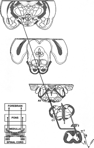 Figure 5 Descending supraspinal pathways to the sympathetic preganglionic neurons in the spinal cord and their possible cross over in the spinal cord. Fibers arise in the hypothalamus (neurons in the paraventricular [PVN] and arcuate nuclei, and the lateral hypothalamic area [LH]), the pons (neurons in the A5, A7 cell groups, caudal portion of the locus coeruleus [LC] and the subcoeruleus area) and in the medulla oblongata (neurons in the C1 adrenaline cell group, the RVMM and the nucleus of the solitary tract). After cross over in the spinal cord, fibers terminate on the sympathetic preganglionic neurons in the IML cell column of the T10 spinal cord. 1, site of the Ba-Prv viral injection (primary nociceptive neurons); 2, unilateral transection between the spinal cord and the medulla oblongata; 3, midsagittal transection through the medulla oblongata.