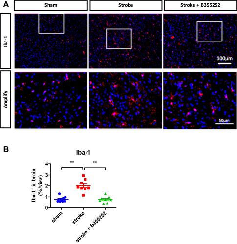 Figure 6 B355252 treatment decreases the level of microglial reactivation in the brain of cerebral ischemia. (A) Immunofluorescent staining for Iba-1 at PSD 3. (B) Data quantification for Iba-1 immunoreacted cell number. N=8 per group, ** p< 0.01 by one-way ANOVA. Bar: 100 μm (upper panel) and 50 μm (lower panel).