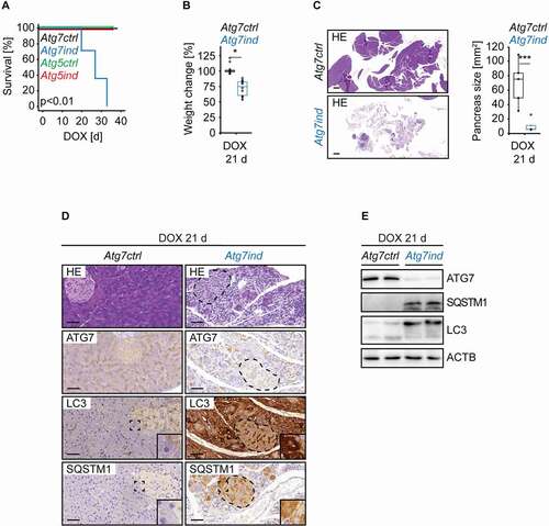 Figure 2. Induction of Atg7-shRNA mice causes pancreatic destruction. (A) Kaplan-Meier-Survival curves of the indicated cohorts. Statistics: Log-Rank-Test (n Atg7ctrl, Atg7ind, Atg5ctrl, Atg5ind: 4, 7, 4, 4). (B) Relative weight change from start to end of the experiment of the indicated cohorts. Statistics: Wilcoxon signed-rank test (n from left to right: 10, 10). (C) Representative HE-stained sections of pancreata from the indicated cohorts with size quantifications. Scale bars: 1000 µm. Statistics: Welch’s t-test (n from left to right: 5, 4). (D) Representative images of pancreatic tissue from all cohorts stained as indicated. Scale bars: 20 µm. Inserts are higher magnifications of the boxed area. For easier recognition the dashed areas highlight islets in Atg7ind mice. (E) Western blots as indicated to validate target knockdown and its effect on SQSTM1 protein expression and LC3 levels. *P < 0.05, ***P < 0.01.