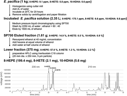 Figure 4. Scheme outlining the purification of 8-HEPE, 8-HETE, and 10-HDHA from 1 kg of E. pacifica.Values are the mean of six examinations. Chromatograms of preparative HPLC are shown at the bottom. The peaks of 8-HEPE, 8-HETE and 10-HDHA are annotated in the 235 nm chromatogram. The chromatogram shows the peak corresponding to 8-HEPE. An expanded range around the peaks for 10-HDHA and 8-HETE is shown in supplemental Figure S2.