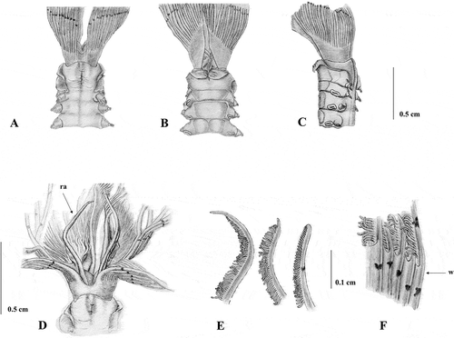 Figure 2. Sabella pavonina Neotype. A, anterior end dorsal view; B, anterior end ventral view; C, anterior end lateral view; D, dorsal lips with dorsal radiolar appendages (ra); E, variability of the tip of the radioles; F, particular of the basal web of the branchial crown (w).