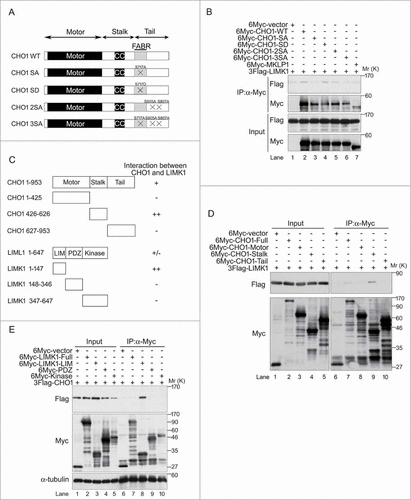 Figure 3. CHO1-pS716S717 interacts with LIM-kinase 1 (LIMK1). (A) Schematic illustrations of phosphorylated wild-type (WT) and mutant CHO1 (SA, SD, 2SA, 3SA). (B) Immunoblot analyses showing the requirement for pS716S717 for the physical interaction of CHO1 with LIMK1. HeLa-S3 cells were co-transfected with 3Flag-LIMK1 and a 6Myc-tagged MKLP1 or full-length MmCHO1-WT, -SA, -SD, -2SA, or -3SA. (C) Overview of the CHO1 and LIMK1 deletion mutants and their interactions. (D) Immunoblot analyses of lysates of HeLa-S3 cells co-expressing 3Flag-LIMK1 and 6Myc-full-length MmCHO1 or the indicated deletion mutants, showing the physical interaction of full-length LIMK1 with the stalk domain of CHO1. (E) Immunoblot analyses of lysates of HeLa-S3 cells co-expressing 3Flag-CHO1 and 6Myc-tagged full-length LIMK1 or the indicated deletion mutants, showing the physical interaction of full-length CHO1 with the LIM domain of LIMK1.