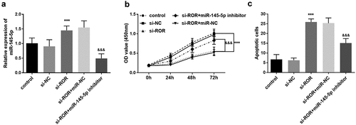 Figure 5. (a) qRT-PCR results for the measurement of miR-145-5p levels in different cell groups. (b) CCK-8 assay results reflecting the cell proliferation in different groups. (c) Cell apoptosis evaluation using flow cytometry assay. *** P < 0.001, compared with control group; &&& P < 0.001, compared with si-ROR group. Differences among groups were compared using one-way ANOVA