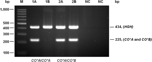 Figure 2 Representative Gel Shows Genotyping Results of the CO*A and CO*B Alleles Using the PCR-SSP Technique. The 434 bp amplification product of the HGH control primers was present in all lanes, showing that amplification had occurred optimally. The genotype was deduced from the presence or absence of 225 bp amplification product specific for CO*A and CO*B alleles. Lanes A and B referred to the specific CO allele test (CO*A and CO*B, respectively). From left to right: Lanes 1A-1B (SM101) = CO*A/CO*A; 2A-2B (SM106) = CO*A/CO*B and NC = negative control, respectively. M: 100 bp ladder marker (Fermentas, Carlsbad, CA, USA).
