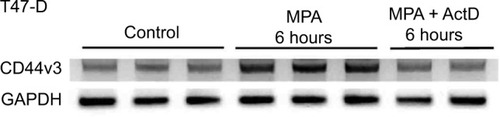 Figure 5 Effect of ActD on MPA-induced increases in CD44v3 transcript expression in T47-D cells.