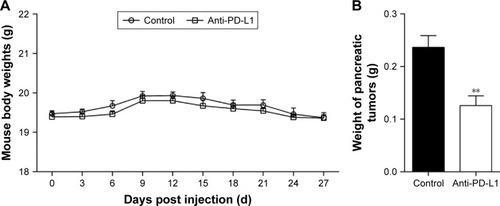 Figure 1 Effect of anti-PD-L1 antibody in an orthotopic pancreatic cancer mouse model.