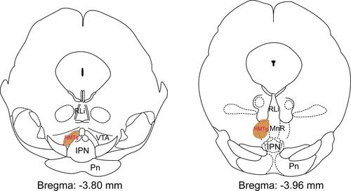 Figure 1 The location (shown as brown area) of the rostromedial tegmental nucleus (RMTg) mapped on coronal atlas by FoxP1 staining in mice. The brown shading highlights the RMTg as shown in the Paxinos and Keith (2001) mouse brain atlas.