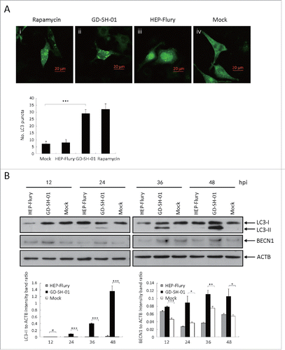 Figure 3. GD-SH-01 infection induces the redistribution of the autophagy marker LC3 in NA cells. (A) NA cells treated with rapamycin (i) or infected with GD-SH-01 (ii), HEP-Flury (iii), mock (iv). Cells transfected with EGFP-LC3B plasmids are shown in green (i-iv); scale bar: 20 µm. The average number of LC3 puncta in each cell was determined from at least 50 cells in each group. Mean ± SD of 3 independent experiments. Two-way ANOVA: ***, P < 0.001 (B). Expression levels of LC3, BECN1 and ACTB at the end of the infection experiment in which SK cells were used as negative controls, infected with HEP-Flury or GD-SH-01. Mean ± SD of 3 independent experiments. Two-way ANOVA: *, P < 0.05; ***, P < 0.001; #, P > 0.05. (Grouping of images of western blotting from different parts of the same gel.)