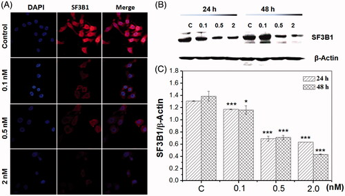 Figure 2. Pladienolide B inhibited SF3b1 expression. (A) The effect of pladienolide B on spacial distribution of SF3b1 protein. (B) Representative western blot images. (C) Quantitative analysis showed the effect of 0.1 nM, 0.5 nM, and 2 nM pladienolide B on SF3b1 expression in HeLa cells. All experiments were performed in triplicate. The data are expressed as the mean ± SD. ***p < .001 (vs. control group). *p < .05 (vs. control group).