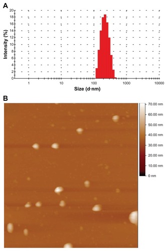 Figure 1 (A) Mean particle size of ibuprofen-loaded cubic nanoparticles determined by a particle size analyzer (n = 3). (B) Size distribution and surface morphology of ibuprofen-loaded cubic nanoparticles examined by atomic force microscopy.