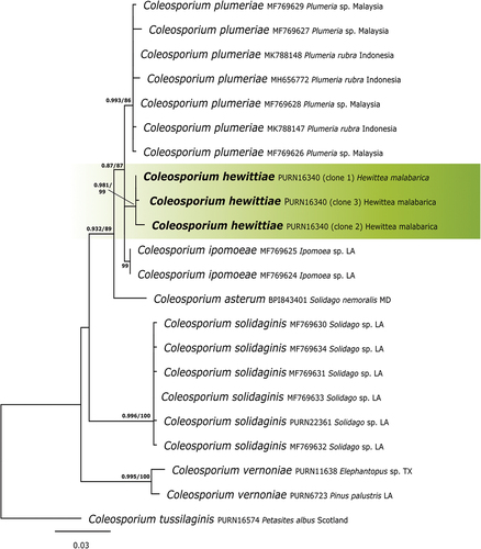 Figure 2. Coleosporium in South Africa. ML topography generated from ITS sequencing data. The tree is rooted with C. tussilaginis. Names in bold indicate sequences from South African material. Support for nodes is provided as ML ratios/fast bootstraps.