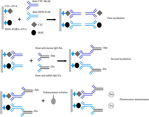 Figure 1. Schematic presentation of the design of a dual-label CTC/DOX TRFIA employing samarium and europium chelate labels.