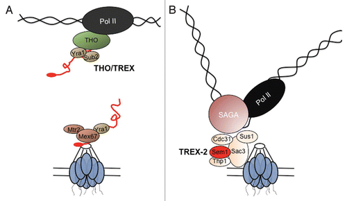 Figure 1 mRNA export and gene gating in S. cerevisiae. (A) The THO complex is co-transcriptionally recruited and associates with nascent transcripts. Together with Sub2 and Yra1 the trEx complex is formed. Mex67-Mtr2 binds to the mrNPs through adaptor proteins such as Yra1 and facilitates their nuclear export. (B) Interactions between the SAGA transcription initiation complex and the nuclear pore associated TREX-2 complex result in tethering of activated genes to the nuclear periphery.