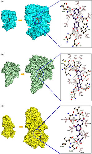 Figure 5. Molecular docking test and its binding scores between key targets and compounds. (A) AKT1 (PDB ID: 3O96) – luteolin conformer. (B) PIK3R1 (PDB ID: 4JPS) – mMyricetin conformer. (C) CFTR (PDB ID: 6O1V) – luteolin conformer.