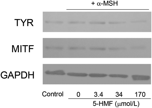 Figure 6. Western blot analysis of tyrosinase (TYR) and microphthalmia-associated transcription factor (MITF) proteins in the homogenate of B16 melanoma cells treated with 5-hydroxymethyl-2-furaldehyde. The crude enzyme solution was separated by SDS-PAGE. After electrophoresis, the proteins were transferred onto a PVDF membrane. TYR, MITF, and GAPDH (as loading control) proteins on PVDF membranes were probed and visualized with goat polyclonal anti-TYR, -MITF, and -GAPDH antibodies. Data are presented as typical immunoreactive patterns of the proteins from three independent Western blot analyses of cells.