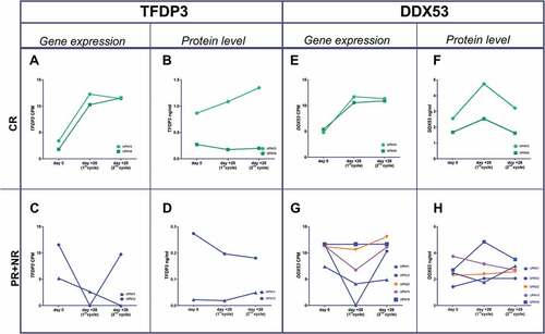 Figure 3. Gene expression and protein level dynamics through the first and second azacitidine cycles. Gene expresión as CPMs from T-RNA-seq assay and protein levels as ng/ml from plasma ELISA. a,b) TFDP3 in two CR patients. e,f) DDX53 in two CR patients. c,d) TFDP3 in two PR patient. g,h) in three PR patients (blue line), one nonresponder patient (orange line) and an stable disease patient (purple line).