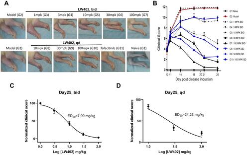 Figure 1 Efficacy of LW402 in rat AIA model following PO BID and QD administration.