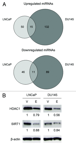 Figure 6. Enoxacin impact on miRNA. (A) Venn diagrams depicting the number of differentially expressed miRNAs after enoxacin exposure compared with the vehicle group. Top, miRNAs with increased expression (fold change ≥ 1.5); bottom, miRNAs with decreased expression (fold change ≤ −1.5). (B) Protein expression of two miRNA targets (HDAC1 and SIRT1) was analyzed by Western Blot in LNCaP and DU145 cell lines after exposure to enoxacin 40 μg/mL or DMSO (vehicle) at day five. The picture is representative of three independent experiments. β-actin was used as a loading control and the relative density of bands was densitometrically quantified.