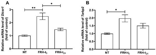 Figure 7. Effects of fever-range hyperthermia on the expression of (A) Dicer1 and (B) Tarbp2 in the liver of rats. mRNA expression was determined by RT-qPCR. Data are shown as the mean ± SEM of three independent experiments. Asterisks indicate significant difference between groups (**p < .01, *p < .05). NT: control animals (n = 6), FRH-t0: samples collected directly following FRH treatment (n = 6), FRH-t24: samples collected 24 h post-FRH treatment (n = 5). n indicates the sample size per group.