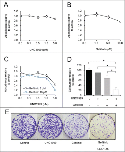 Figure 5. Together UNC1999 and gefitinib significantly reduces the number of HCT-15 cells compared to either compound alone. (A–C) HCT-15 cells treated with varying concentrations of UNC1999, gefitinib, or the combination of UNC1999 and gefitinib. MTS assay was performed to assess cell proliferation after 72 hours. (D) Manual cell counting of live cells after treatment for 72 hours with 1 μM UNC1999, 5 μM gefitinib, or the combination of 1 μM UNC1999 and 5 μM gefitinib. *P < 0.05. (E) Clonogenicity assay with crystal violet staining after 10 days of treatment with DMSO (Control), 0.5 μM UNC1999, 5 μM gefitinib, or 0.5 μM UNC1999 and 5 μM gefitinib.