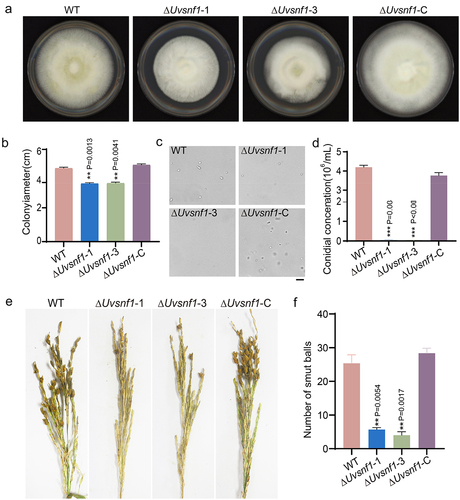 Figure 2. Deletion of UvSnf1 compromised growth, spore production and pathogenicity of U. virens. a, Colonies of the WT, ΔUvsnf1-1, −3 and ΔUvsnf1-C strains. The mycelial plugs of indicated strains were cultured on PSA plates for 14 days at 28°C to take pictures. b, Deletion of UvSnf1 reduced the colony diameters. The colony diameters of the WT, ΔUvsnf1-1, −3 and ΔUvsnf1-C strains were presented with mean ± SD. c and d, Deletion of UvSnf1 reduced spore production. Six mycelial plugs of the WT, ΔUvsnf1-1, −3 and ΔUvsnf1-C strains were cultured in the same volume of liquid PS medium for 7 days at 28°C. The pictures of conidia were taken under a bright field microscope. We conducted three technical replicates and two biological replicates for this experiment. Bar = 10 μm. e, Infection assay of WT, ΔUvsnf1-1, −3 and ΔUvsnf1-C strains. The mixture of hyphae and spores of the WT, deletion mutants and complemented strains were injection-inoculated with W×98(Wanxian 98, Oryza sativa subsp. indica) at booting stage. The photos were taken at 30 dpi. f, the false smut balls formed on rice panicles inoculated with the ΔUvsnf1 mutants were fewer than those of the WT and complemented strains. Three independent biological experiments were performed with at least 30 inoculated panicles of W×98cultivar each time. Significant differences were indicated by asterisks (** represent P < 0.01).