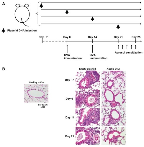 Figure 1 Inhibition of the development of allergic inflammation in lungs by administration of Ag85B DNA vaccine. (A) Experimental design used to investigate the effects of Ag85B DNA vaccine on OVA-induced asthma. Mice were subjected to an OVA sensitization scheme,Citation15 and 50 μg of Ag85B DNA vaccine was intraperitoneally injected once on days −7, 0, 14, or 21. A control plasmid was also administered on the same day. (B) Results of histopathological examination of lungs of mice that had been administered Ag85B DNA or control DNA. All tissues were obtained 25 days after the first OVA immunization. The tissues were fixed in 10% formalin, embedded in paraffin, sectioned, and stained with hematoxylin and eosin.