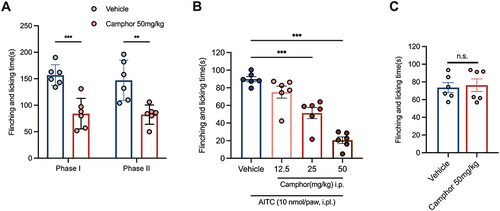 Figure 1 Effect of camphor on inhibiting acute pain. After injection formalin, AITC and capsaicin into the left hind paw of mice, camphor can decrease the flinching and licking time in both formalin-induced (A) and AITC-induced (B) pain but not in capsaicin-induced pain (C). n=6 per group. **p<0.01, ***p<0.001.