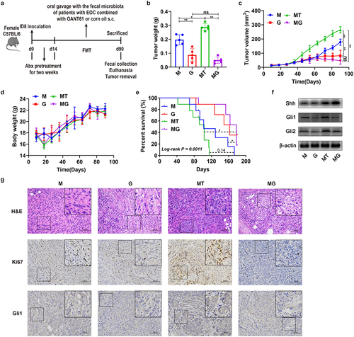 Figure 4. Effects of GANT61 inhibiting Hedgehog signaling on tumor of the EOC model. (a) After depleting the original GM using mixed broad-spectrum antibiotics (Abx) for 2 weeks, EOC model mice received oral gavage of normal saline (M and G groups) or fecal microbiota of patients with EOC (MT and MG groups) for 11 weeks (three times a week) meanwhile corn oil (M and MT groups) or GANT61 peritumoral subcutaneous injection (s.C.) (G and MG groups) were conducted. (b) the weight of tumor in M, G, MT and MG groups on 90 day (n = 5) (M: EOC modeling; G: GANT61 s.C. after modeling; MT: oral gavage with fecal microbiota of patients with EOC meanwhile corn oil s.C. after modeling; MG: oral gavage with fecal microbiota of patients with EOC meanwhile GANT61 s.C. after modeling). (c) Changes in tumor volume over time in M, G, MT and MG groups (n = 5). (d) Changes in body weight of mice over time in M, G, MT and MG groups (n = 5). (e) Kaplan-Meier survival curves of C57BL/6 mice EOC models in M, G, MT and MG groups (n = 9). (f) Western blot analysis of Shh, Gli1 and Gli2 expression in tumor tissues (n = 3/group). (g) H&E and IHC staining images of tumor tissues from each group were presented. Top panel: H&E staining of tumor; Middle panel: Ki67 expression detected by IHC; Bottom panel: Gli1 expression detected by IHC. Data are presented as means ± SD. Two-way repeated-measures ANOVA, together with Tukey’s test for multiple comparisons, and Log-rank test were performed for survival data e. *P < 0.05, **P < 0.01.