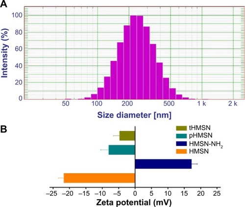 Figure 3 Dynamic light scattering size (A) of HMSN and zeta potential (B) of tHMSN, pHMSN, HMSN-NH2, and HMSN (n=3).Abbreviations: HMSN, hollow mesoporous silica nanoparticles; tHMSN, tLyp-1 and polyethylene glycol co-modified HMSN; pHMSN, polyethylene glycol-modified HMSN.